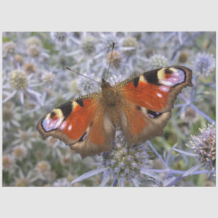 Papel De Seda Peacock europeo o mariposa pavo real