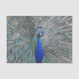 PAPEL DE SEDA PEACOCK FOTO TISSUE PAPER