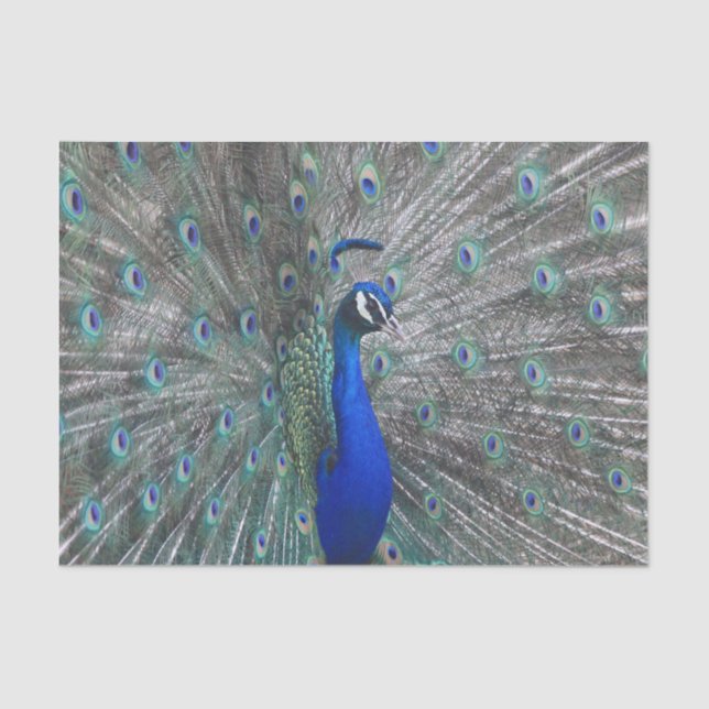 PAPEL DE SEDA PEACOCK FOTO TISSUE PAPER (Anverso)