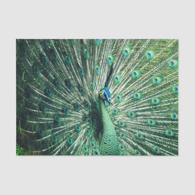 Papel De Seda Peacock Strut (Anverso)