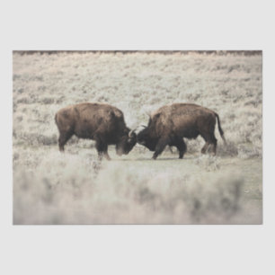Papel De Seda Pelea de Bisontes de Yellowstone en Sepia