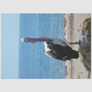 Papel De Seda Pelican Con La "Mirada",