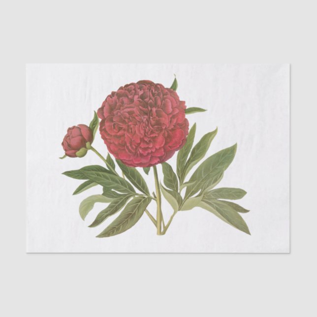 Papel De Seda Peonías de la Vieja Roja #1 Flores Florales (Anverso)