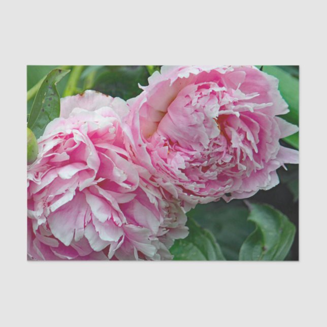 Papel De Seda Peonies rosados bonitos (Anverso)