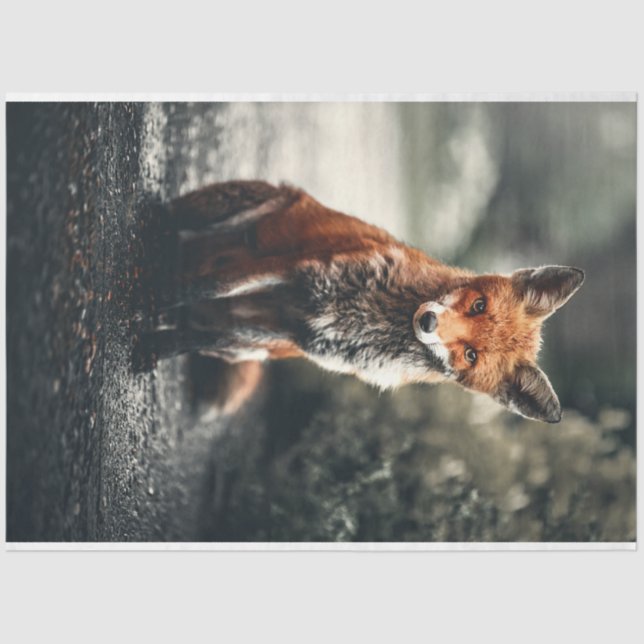 Papel De Seda Pequeño zorro (Anverso)