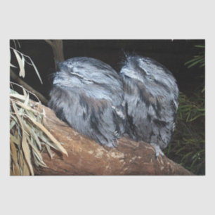 Papel De Seda "Perca soñadora: lechuzas sueñas Tawny Frogmouth"