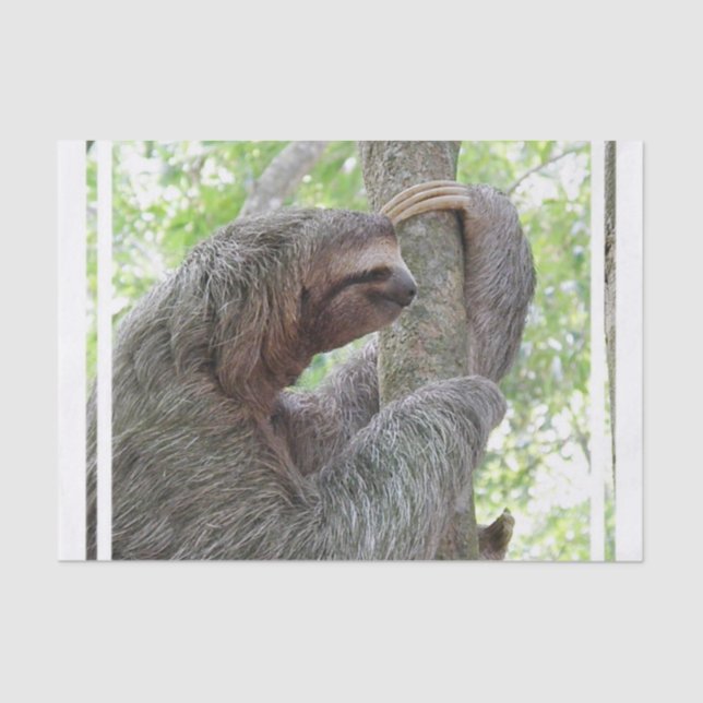 Papel De Seda Pereza linda (Anverso)