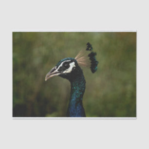 Papel De Seda Perfil del pavo real