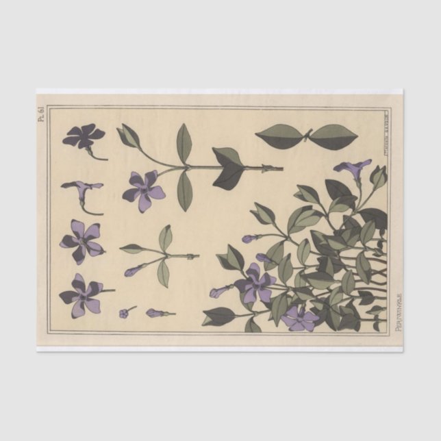 Papel De Seda Periwinkle, serie botánica de Eugene Grasset (Anverso)