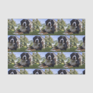 Papel De Seda perrito montañés bernés en segundo lugar