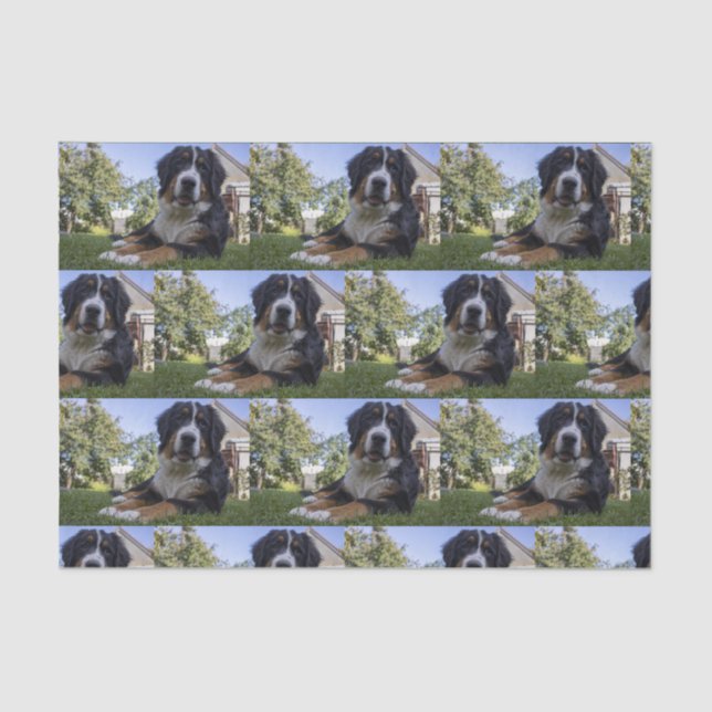 Papel De Seda perrito montañés bernés en segundo lugar (Anverso)