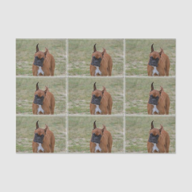 Papel De Seda Perro asombroso del boxeador (Anverso)