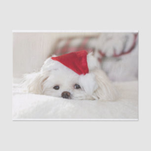 Papel De Seda Perro blanco lindo en un Gorra de Navidades rojos