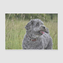 Papel De Seda Perro Cute Terrier