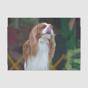 Papel De Seda Perro de aguas de rey Charles arrogante