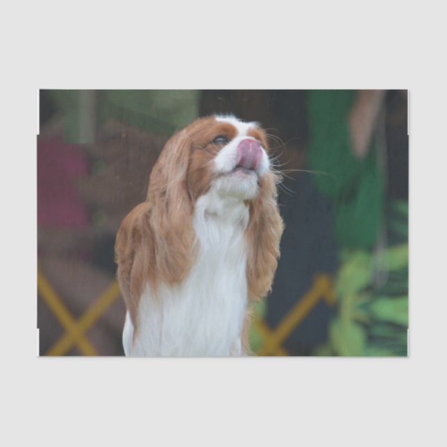 Papel De Seda Perro de aguas de rey Charles arrogante (Anverso)