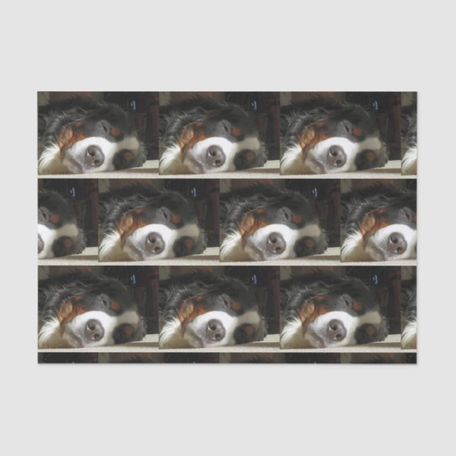 Papel De Seda perro de montaña bernesa durmiendo (Anverso)