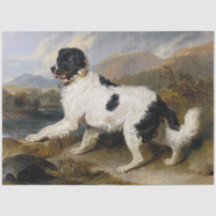 Perro de Terranova (animal blanco y negro)