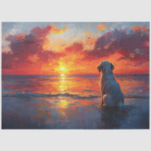 Perro en la playa viendo la desorientación de la p