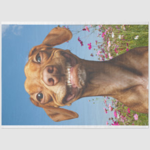 Papel De Seda Perro sonriente en el campo de la desconfianza de 