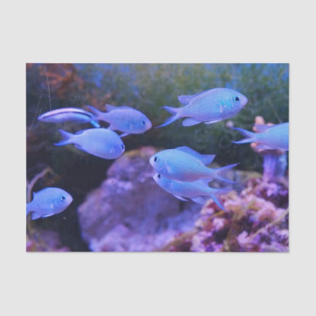 Papel De Seda Pescado azul tropical (Anverso)