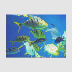 Papel De Seda Pescado marino de amarillo con franjas negras