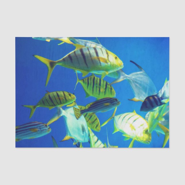 Papel De Seda Pescado marino de amarillo con franjas negras (Anverso)