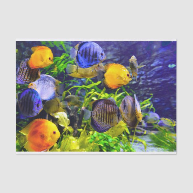 Papel De Seda Pescados de mar tropicales acuáticos coloridos (Anverso)