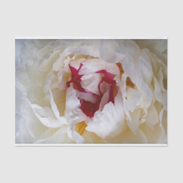 Papel De Seda Pétalos de Peony (Anverso)