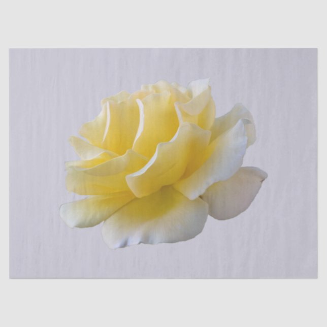 Papel De Seda Pétalos de rosa amarillo (Anverso)