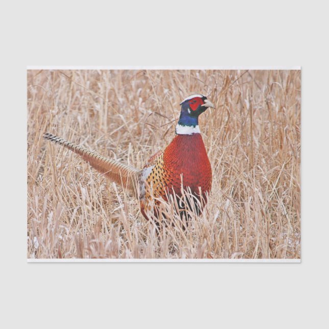 Papel De Seda Pheasant De Cuello Anillo (Anverso)