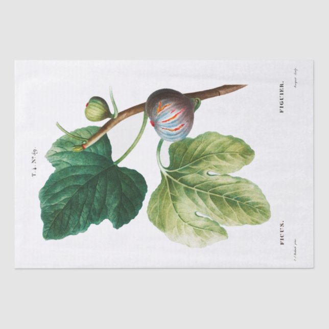 PAPEL DE SEDA: PIERRE'JOSEPH REDOUTÉ : FIGS (Anverso)