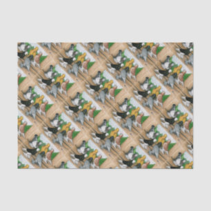 Papel De Seda Pigeones Tumbler del Oeste de Inglaterra