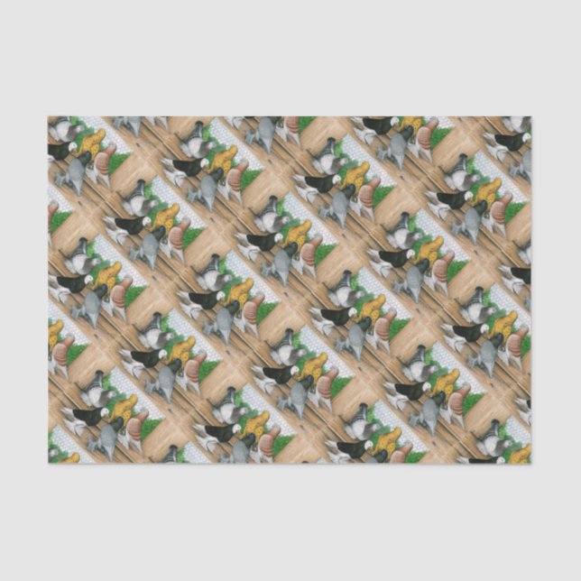 Papel De Seda Pigeones Tumbler del Oeste de Inglaterra (Anverso)