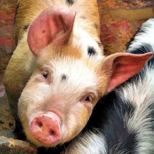 PAPEL DE SEDA PIGS (Subido por el creador)