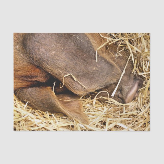 PAPEL DE SEDA PIGS (Anverso)