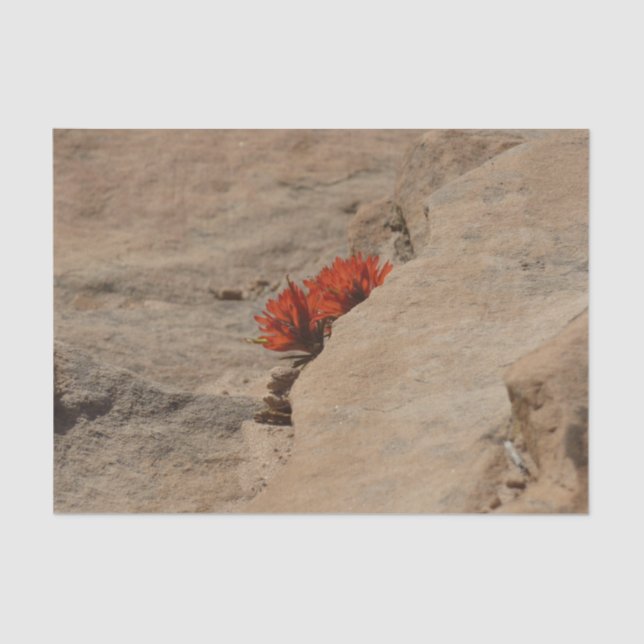 Papel De Seda Pincel indio en rocas en Zion (Anverso)