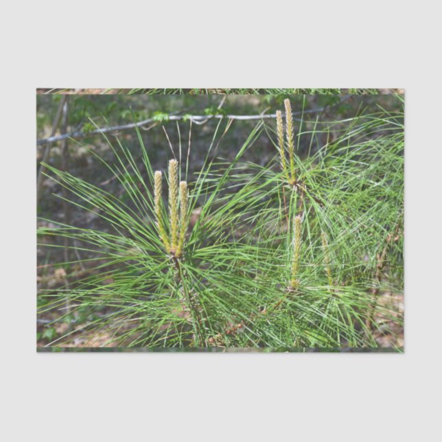 Papel De Seda Pine Needles por Kenneth Yoncich (Anverso)