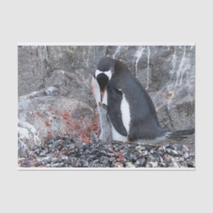 Papel De Seda Pinguin con una chica