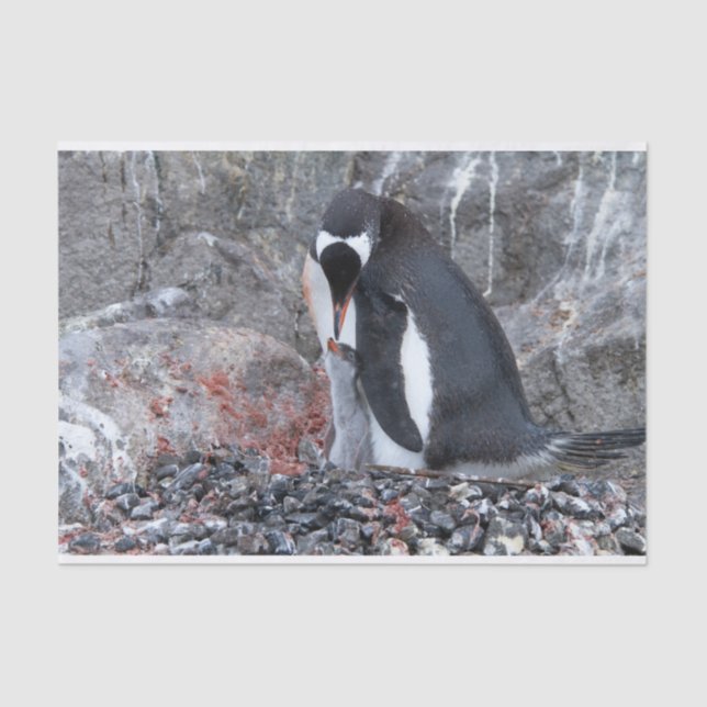Papel De Seda Pinguin con una chica (Anverso)