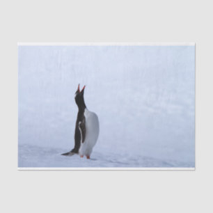 Papel De Seda Pingüino de Gentoo
