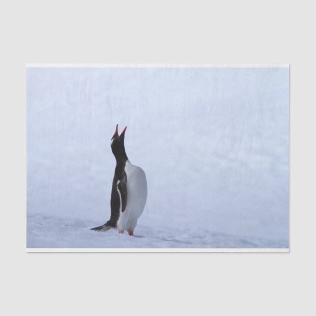 Papel De Seda Pingüino de Gentoo (Anverso)