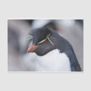 Papel De Seda Pingüino de Rockhopper del Sur