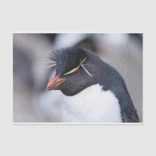 Papel De Seda Pingüino de Rockhopper del Sur (Anverso)
