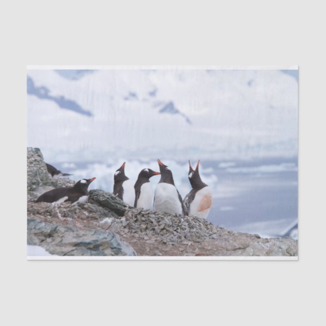 Papel De Seda Pingüinos en la Antártida (Anverso)