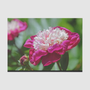 Papel De Seda Pink Cottage Peony Garden Flor