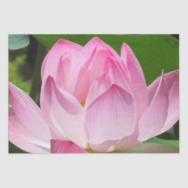 Papel De Seda Pink Lotus Bloom (Anverso)