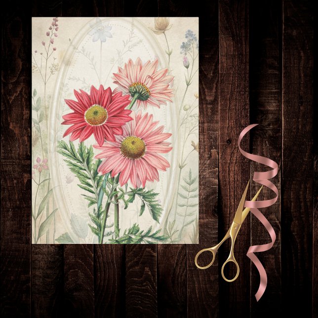 Papel De Seda Pink Painted Daisy Pyrethrum Botanical Floral  (Subido por el creador)