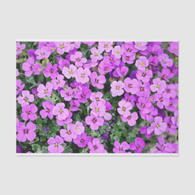 Papel De Seda Pink Phlox (Anverso)