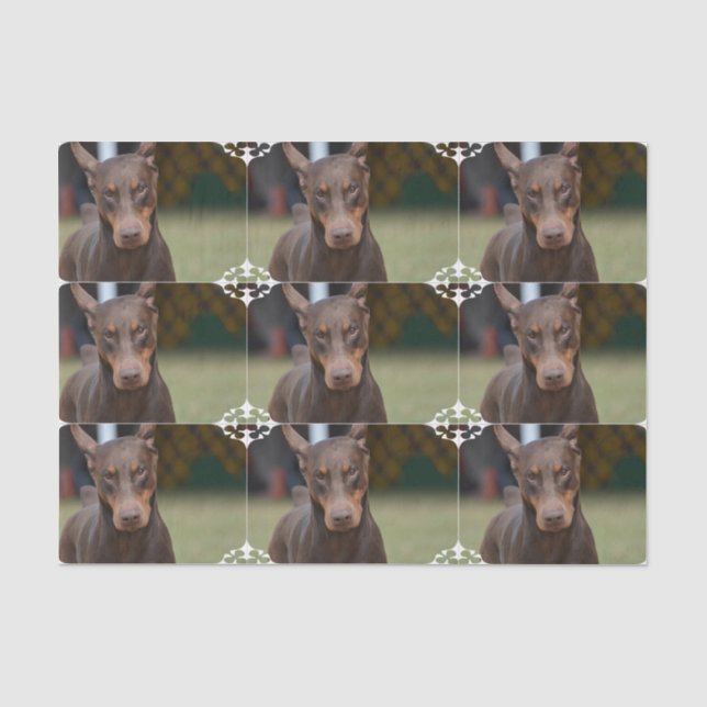 Papel De Seda Pinscher adorable del Doberman (Anverso)
